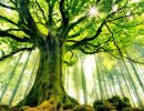 derakht