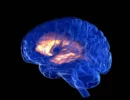 brain-69c16680b91de6a25808037b